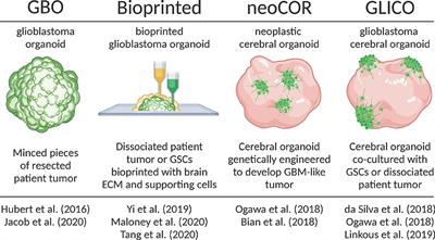 Organoid Models of Glioblastoma and Their Role in Drug Discovery